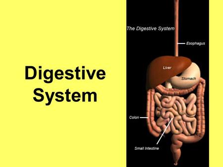 Digestive System.