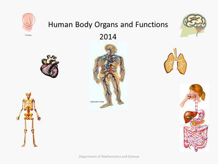 Human Body Organs and Functions 2014