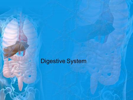 Digestive System.