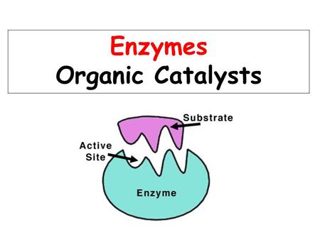 Enzymes Organic Catalysts. Enzymes are Proteins! Proteins contain the elements: C, H, O, N The monomers of proteins are Amino acids.