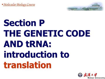 Section O Molecular Biology Course Section P THE GENETIC CODE AND tRNA: introduction to translation.