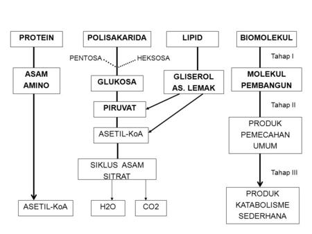 PROTEINPOLISAKARIDALIPIDBIOMOLEKUL ASAM AMINO GLUKOSA GLISEROL AS. LEMAK MOLEKUL PEMBANGUN PIRUVAT ASETIL-KoA Tahap II Tahap I Tahap III PRODUK PEMECAHAN.