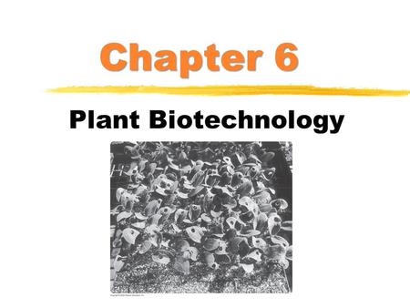 Chapter 6 Plant Biotechnology