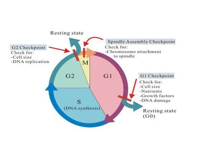 Cancer Cancer originates in dividing cells –Intestinal lining (colon) –Lung tissue –Breast tissue (glands/ducts) –Prostate (gland) –White blood cells.