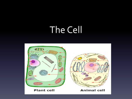 The Cell.