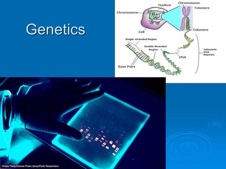 Genetics. BACKGROUND  Genetics is the branch of biology that deals with heredity and the expression of inherited traits.  Charles Darwin did not know.