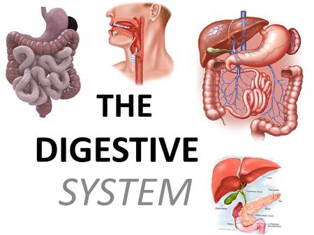 SYSTEM THE DIGESTIVE. REFERENCES Tortora & Derrickson Lancraft et al Ellen G. White.