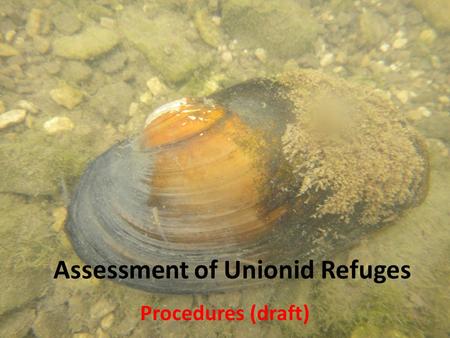 Assessment of Unionid Refuges Procedures (draft).