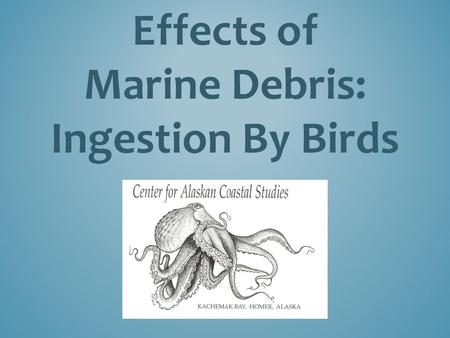 Effects of Marine Debris: Ingestion By Birds. Plastics do not biodegrade or mineralize (go away), but they do photo-degrade when exposed to sunlight,