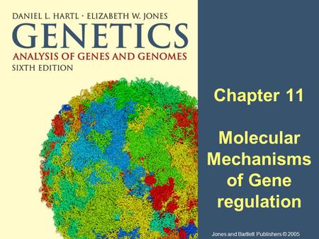 Chapter 11 Molecular Mechanisms of Gene regulation Jones and Bartlett Publishers © 2005.