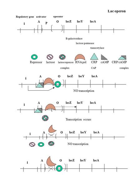 LacZ lacY lacA OA i Repressor lactose lactose/repressor RNA pol CRP cAMP CRP/cAMP complex CAP complex B-galactosidase lactose permease transcetylase operator.