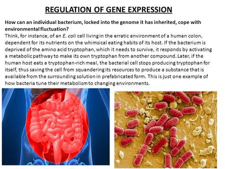 How can an individual bacterium, locked into the genome it has inherited, cope with environmental fluctuation? Think, for instance, of an E. coli cell.