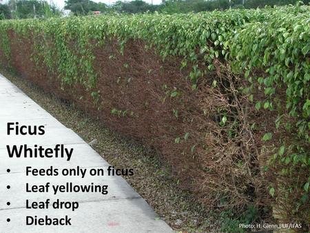 Ficus Whitefly Feeds only on ficus Leaf yellowing Leaf drop Dieback Photo: H. Glenn,, UF/IFAS.