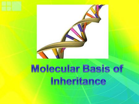 12/29/102 Functional segments of DNA Code for specific proteins Determined by amino acid sequence One gene-one protein hypothesis (not always true)