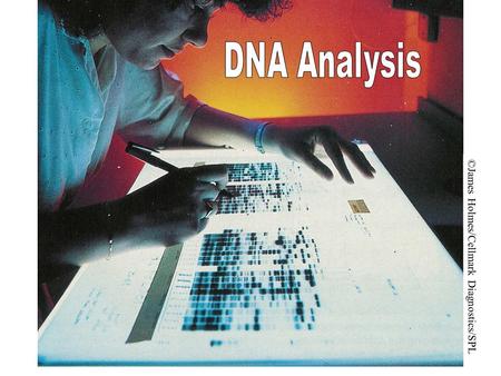 ©James Holmes/Cellmark Diagnostics/SPL. DNA molecules are very long They may consist of millions of base pairs In order to study the structure of DNA,