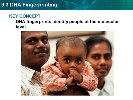 KEY CONCEPT  DNA fingerprints identify people at the molecular level.