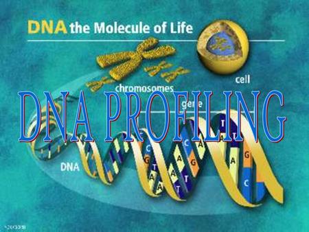 Lesson Objectives At the end of this lesson you should be able to 1. Outline the four stages involved in DNA profiling 2. Define the process of DNA profiling.