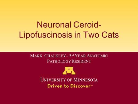 Neuronal Ceroid- Lipofuscinosis in Two Cats M ARK C HALKLEY – 3 rd Y EAR A NATOMIC P ATHOLOGY R ESIDENT.