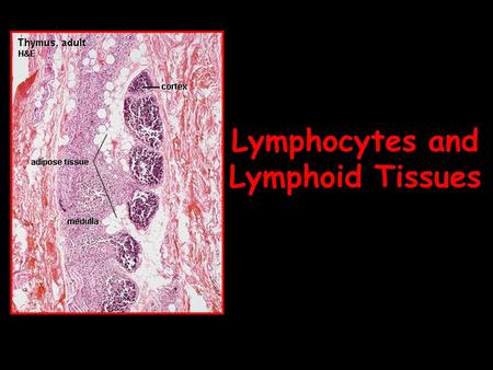 Lymphocytes and Lymphoid Tissues. Basic Pathway Figure 2-3.