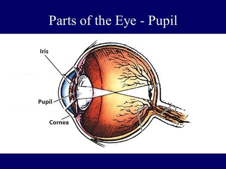 Parts of the Eye - Pupil.