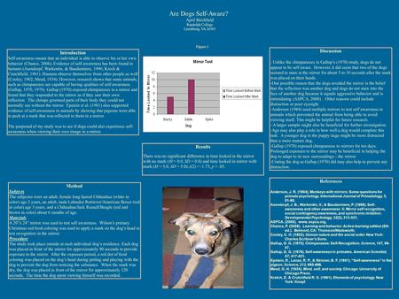 Are Dogs Self-Aware? April Birchfield Randolph College Lynchburg, VA 24503 Introduction Self-awareness means that an individual is able to observe his.