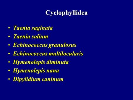 Cyclophyllidea Taenia saginataTaenia saginata Taenia soliumTaenia solium Echinococcus granulosusEchinococcus granulosus Echinococcus multilocularisEchinococcus.