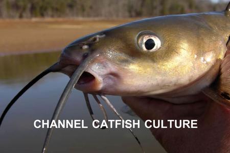 CHANNEL CATFISH CULTURE