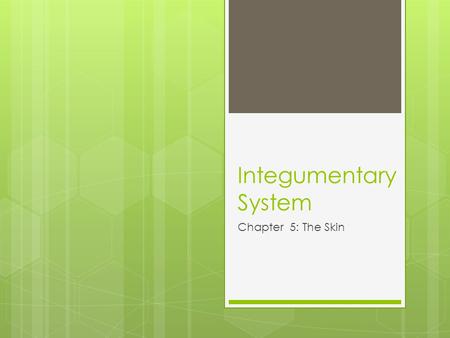 Integumentary System Chapter 5: The Skin. Integumentary System A. Consists of cutaneous membrane (skin) & accessory structures 1. cutaneous membrane *epidermis-superficial.