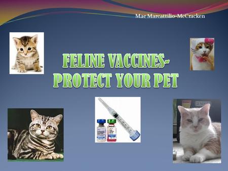 FELINE VACCINES-PROTECT YOUR PET