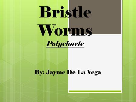 Bristle Worms Polychaete By: Jayme De La Vega. Taxonomy  Kingdom- Animalia  Phylum- Annelida  Class- Polychaeta.