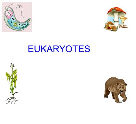 EUKARYOTES.