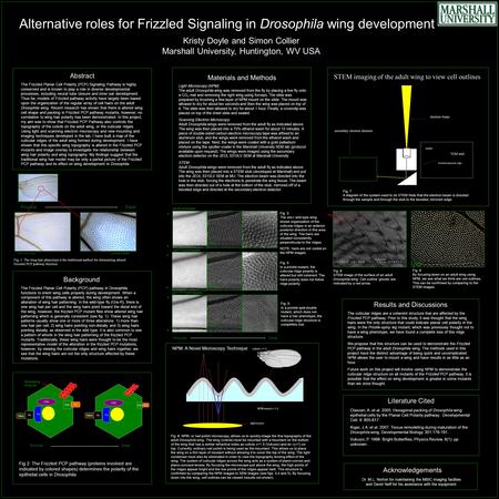 Alternative roles for Frizzled Signaling in Drosophila wing development Kristy Doyle and Simon Collier Marshall University, Huntington, WV USA Wild Type.