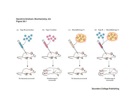 Structures of the Purine and Pyrimidine Bases Example of the Structure of a Nucleotide Base Nucleoside Nucleotide.