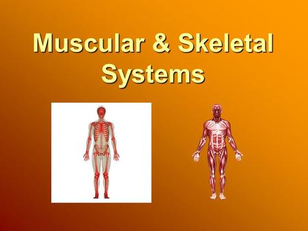 Muscular & Skeletal Systems. Muscular System Muscles are the organs that move body parts. Bones and joints have no power to move on their own. More than.