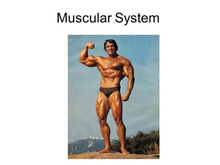 Muscular System. Back muscles Abdominal muscles Proprioceptors Lever system Fast / slow twitch muscles.