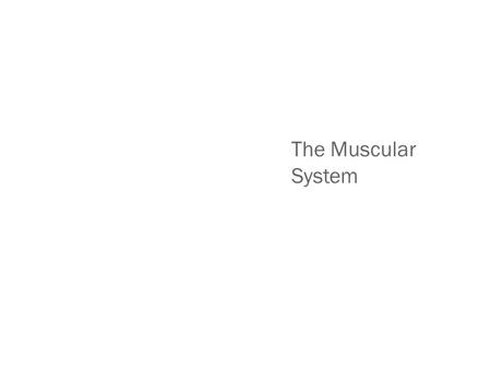 The Muscular System.