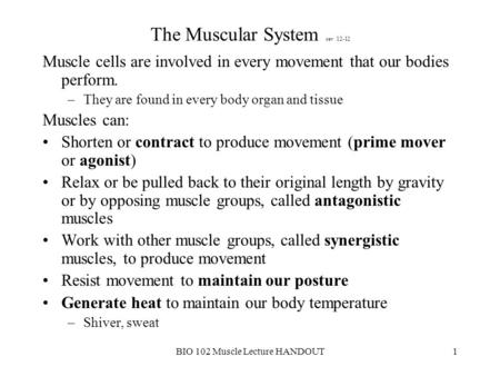 The Muscular System rev 12-12