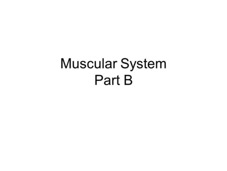 Muscular System Part B.