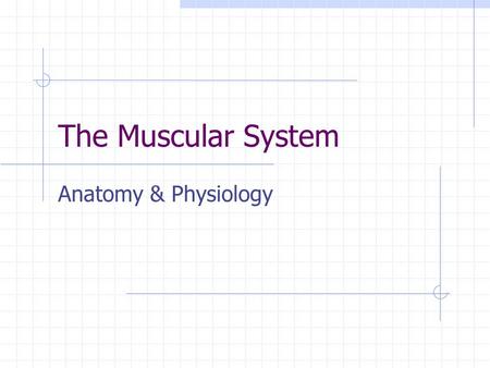 The Muscular System Anatomy & Physiology. Muscles: the machines of the body Skeletal Muscle Characteristics Voluntary: move due to a conscious decision.