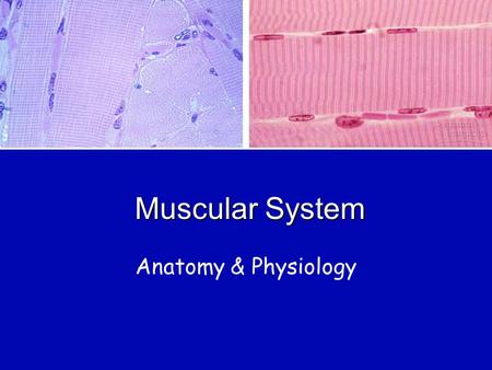 Muscular System Anatomy & Physiology. Muscles From the Latin mus meaning little mouse (Flexing muscles looked like mice scurrying under the skin) Have.