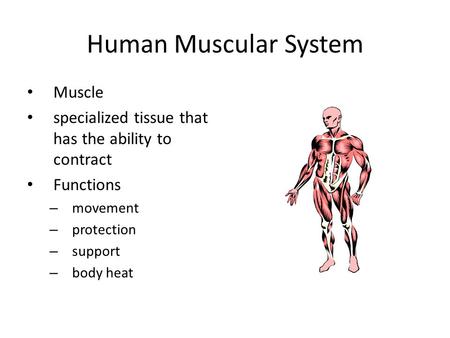 Human Muscular System Muscle specialized tissue that has the ability to contract Functions – movement – protection – support – body heat.