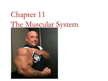 Chapter 11 The Muscular System