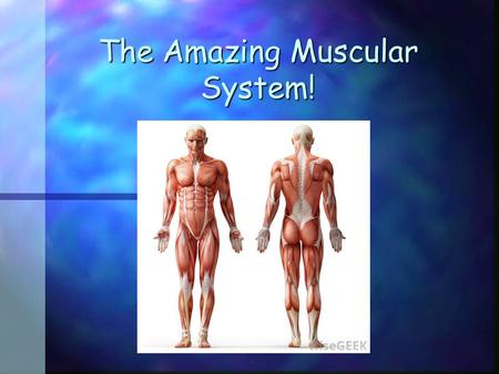 The Amazing Muscular System!