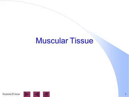 Suzanne D'Anna1 Muscular Tissue. Suzanne D'Anna2 Types of Muscle Tissue l skeletal l cardiac l smooth.