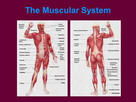 The Muscular System.