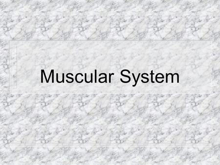 Muscular System.