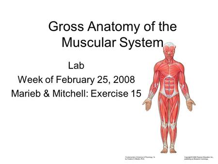 Gross Anatomy of the Muscular System