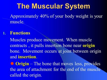 The Muscular System Approximately 40% of your body weight is your muscle. 1. Functions origin insertion Muscles produce movement. When muscle contracts,