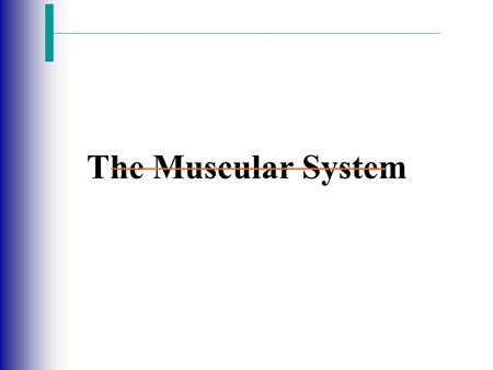 The Muscular System.