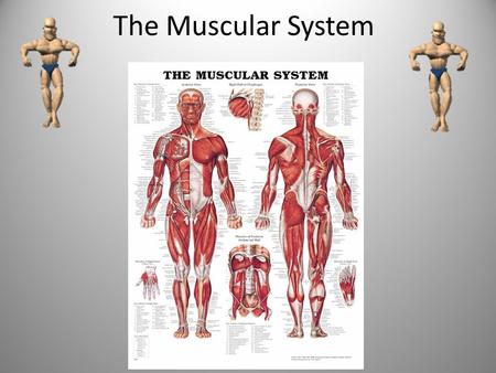 The Muscular System What are the Parts of the Muscular System? There are three types of muscles that make up the muscular system: smooth, skeletal and.